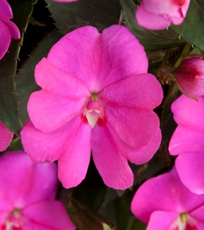 New Guinea Impatiens SunPatiens® Compact Lilac